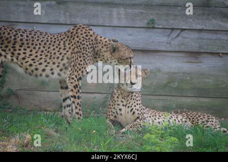 Le couple Cheetah Banque D'Images