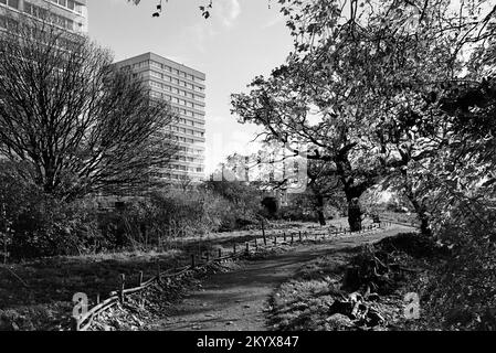 Sentier et arbres dans la réserve naturelle de Woodberry Wetlands, dans le nord de Londres, en plein soleil d'automne Banque D'Images