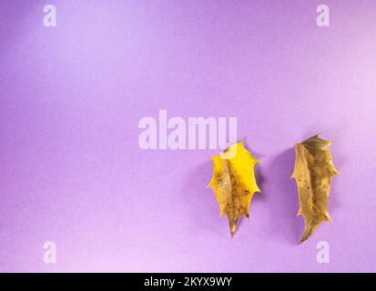 Deux feuilles d'automne brun foncé Holly ou Ilex isolées sur un fond violet Banque D'Images