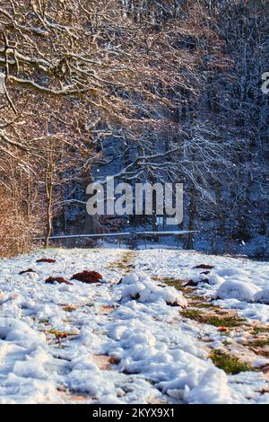 Arbre au-dessus d'un sentier de randonnée couvert de neige menant à des arbres sur une colline par une froide journée d'hiver près d'Enkenbach-Alsenborn, Allemagne. Banque D'Images