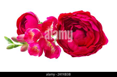 Freeseia les fleurs fraîches Banque D'Images