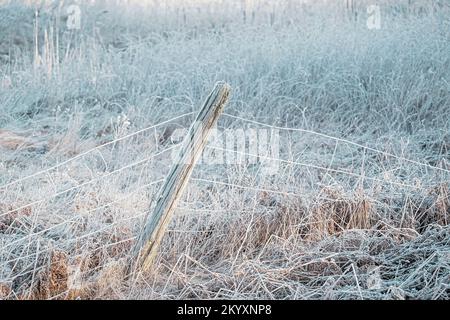 Chute de clôtures couvertes de givre dans un champ surcultivé. Banque D'Images