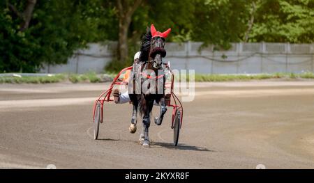 Jockey et cheval. Course de chevaux de trôle. Course en harnais avec un vélo de course ou un vélo de course. Course de harnais. Bannière sport. Course de chevaux de trôle Banque D'Images