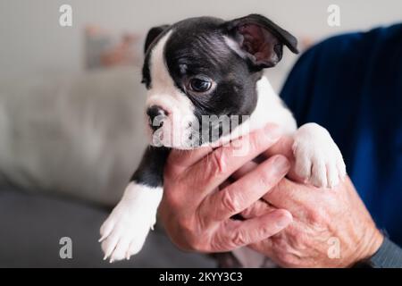 Le chiot Boston Terrier étant détenu par un homme âgé. Banque D'Images