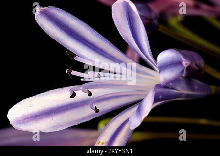 Agapanthus flower Banque D'Images