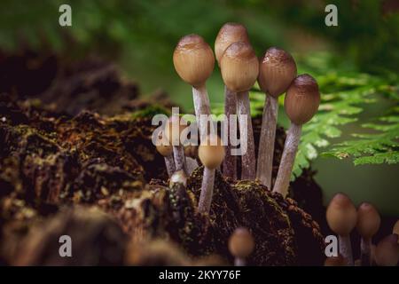 Macro d'un groupe de Toadtabourets Banque D'Images