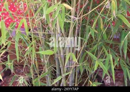 Une plante de bambou en pot qui est Phyllostachys aurea. Comment développer le concept de bambou. Banque D'Images