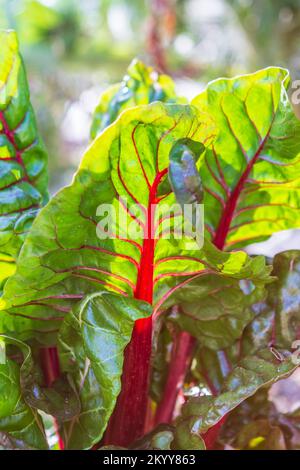 Feuilles de Chard suisse (Beta vulgaris) éclairées au dos, un légume à feuilles vertes nutritif. Cette variété est de cinq couleurs Silverbeet, une plante de verger de bruyère. Banque D'Images