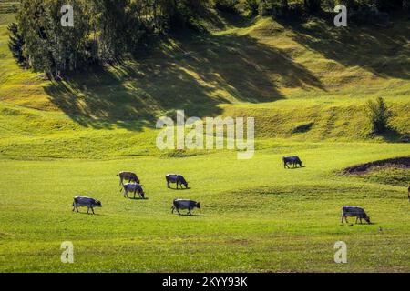 Vaches alpines dans la vallée de l'Engadine, Alpes suisses, Suisse Banque D'Images