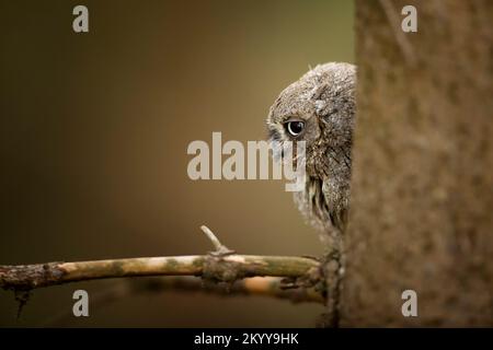 Ops, Otus Scrops, petit hibou dans l'habitat naturel, assis sur l'arbre, forêt en arrière-plan. Scène sauvage de la nature Banque D'Images