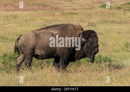Amérique du Nord ; États-Unis ; Wyoming ; Parc national de Yellowstone ; faune ; Mammifères; Bison: Bison bison; taureau Banque D'Images