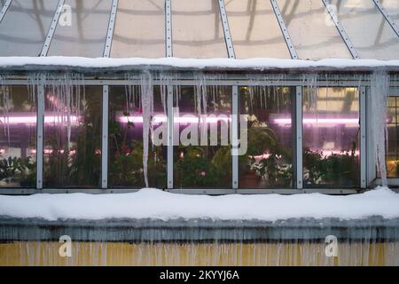Vieux bâtiment en serre avec des glaçons suspendus du toit pendant les cycles de gel et de dégel en hiver Banque D'Images