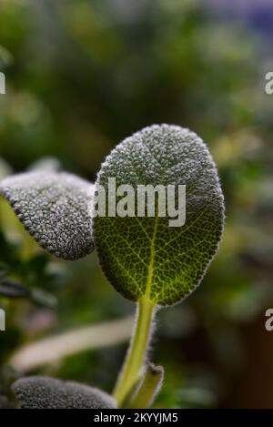 Image d'une feuille d'herbe de sauge verte Banque D'Images