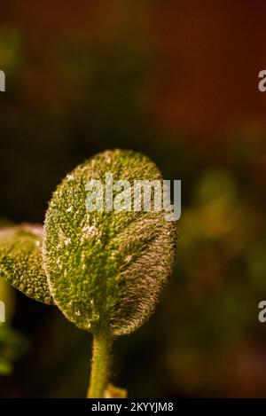 Image d'une plante herbée verte Banque D'Images