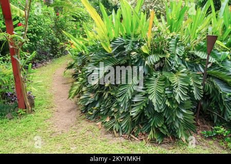 Zamia furfuracea, connue sous le nom de cycad en carton ou de palmier en carton, poussant dans un jardin tropical Banque D'Images