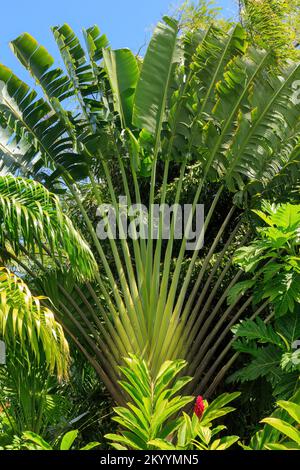 Un grand palmier de voyageurs (Ravenala madagascariensis), une espèce originaire de Madagascar, qui pousse dans un jardin tropical Banque D'Images