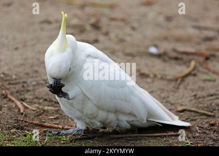 Cockatoo soufré - Australie Banque D'Images