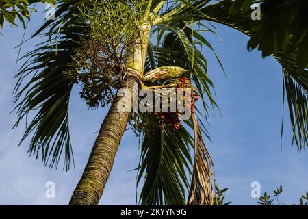 Arbre à noix de bétel sur la rive du Mékong. L'arbre a de nombreux noms comme areca Palm, areca Nut Palm, betel Palm. Croissance dans le climat tropical Banque D'Images