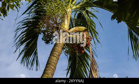 Arbre à noix de bétel sur la rive du Mékong. L'arbre a de nombreux noms comme areca Palm, areca Nut Palm, betel Palm. Croissance dans le climat tropical Banque D'Images