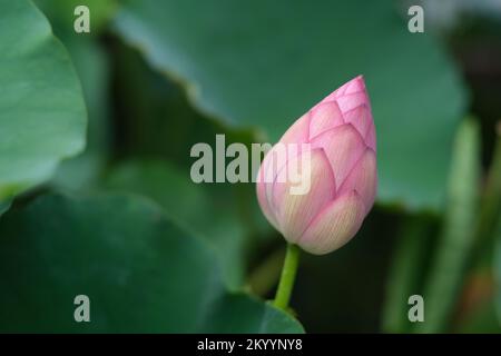 gros plan sur un bouton de fleur rose de lotus avec une feuille de lotus vert floue Banque D'Images