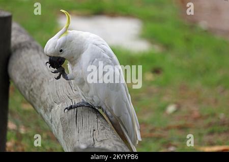 Cockatoo manger - Australie Banque D'Images