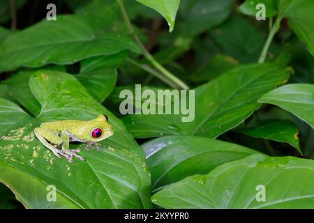 Grenouille d'arbre à yeux rouges (Agalychnis callidryas) sur feuilles vertes, péninsule d'Osa, Puntarenas, Costa Rica. Banque D'Images