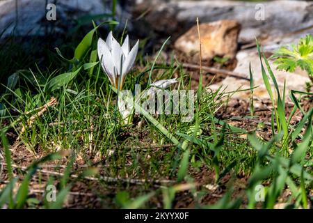 Fleur de crocus de hitehite en fleurs près de l'herbe verte. Banque D'Images