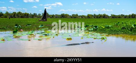 Vue sur un grand crocodile d'eau salée, Crocodylus porosus, reposant sur la surface de l'eau jaune (Ngurrungurrudjba) Billabong à Kakadu, Terri du Nord Banque D'Images