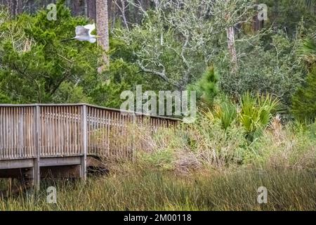 Grand aigreet (Ardea alba) survolant la promenade de la rivière Tolomato à Palencia à St. Augustine, Floride. (ÉTATS-UNIS) Banque D'Images