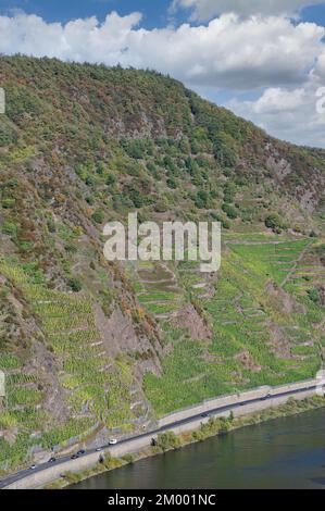 Calmont, vignoble le plus raide d'Europe, rivière Mosel, vallée de la Moselle, Allemagne Banque D'Images