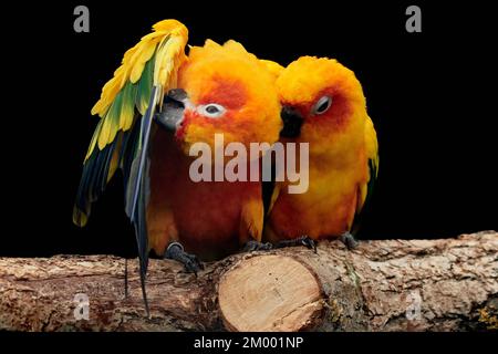 Paire de parakeet solaire (Aratinga solstitialis) prélevant le plumage sur une branche Banque D'Images