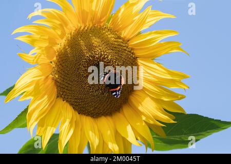 Papillon amiral rouge (Vanessa atalanta) adulte se nourrissant d'une fleur de tournesol dans un jardin, Suffolk, Angleterre, Royaume-Uni, Europe Banque D'Images