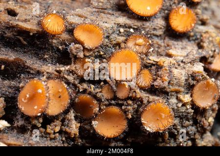 Scutellinia plusieurs corps de fructification orange en forme de bol avec des poils brun foncé sur le bord du tronc de l'arbre Banque D'Images