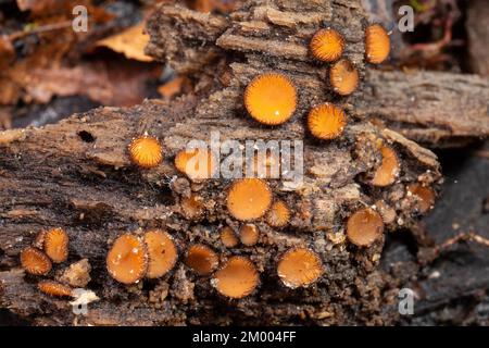 Scutellinia plusieurs corps de fructification orange en forme de bol avec des poils brun foncé sur le bord du tronc de l'arbre Banque D'Images