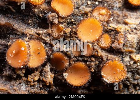 Scutellinia plusieurs corps de fructification orange en forme de bol avec des poils brun foncé sur le bord du tronc de l'arbre Banque D'Images