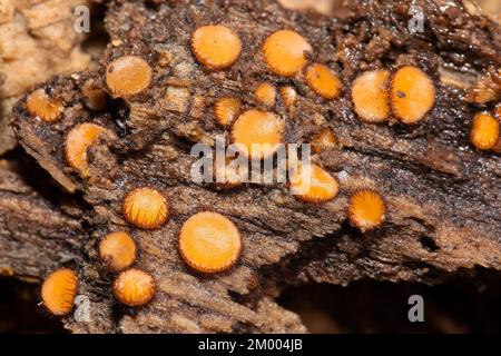 Scutellinia plusieurs corps de fructification orange en forme de bol avec des poils brun foncé sur le bord du tronc de l'arbre Banque D'Images