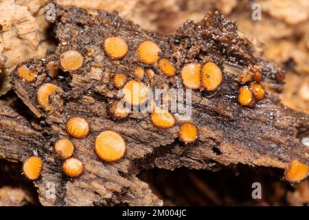 Scutellinia plusieurs corps de fructification orange en forme de bol avec des poils brun foncé sur le bord du tronc de l'arbre Banque D'Images