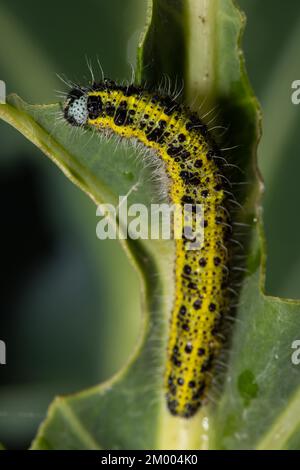 Grosse chenille blanche de chou assise sur une feuille verte pliée à gauche en regardant vers le haut Banque D'Images