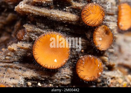 Scutellinia quelques corps de fructification orange en forme de bol avec des poils brun foncé sur le bord du tronc de l'arbre Banque D'Images