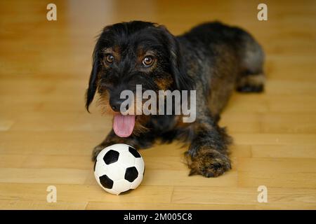 Chien domestique (Canis lupus familiaris) chiot, homme, un an, jouant avec le petit football sur parquet, Bade-Wurtemberg, Allemagne, Europe Banque D'Images