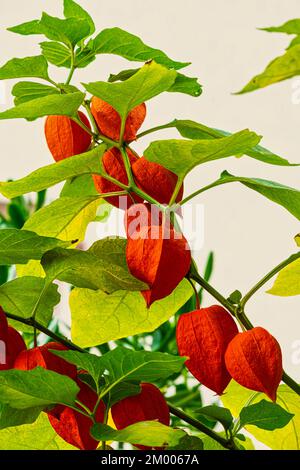 Fruit orange de lanterne chinoise, Physalis alkekengi L. Abruzzo, Italie, Europe Banque D'Images