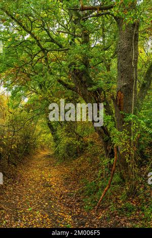 Chemin entre les chênes verts et les feuilles jaunes tombées le jour de l'automne. Abruzzes, Italie, Europe Banque D'Images