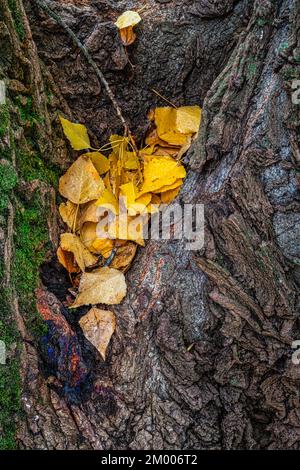 Feuilles jaunes tombées dans le creux d'un tronc mouillé de la pluie d'automne. Abruzzes, Italie Banque D'Images