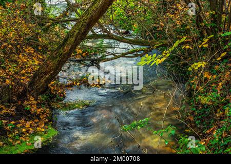 Un ruisseau coule entre les troncs d'arbustes mousseux et les feuilles jaunes tombées. Abruzzes, Italie, Europe Banque D'Images