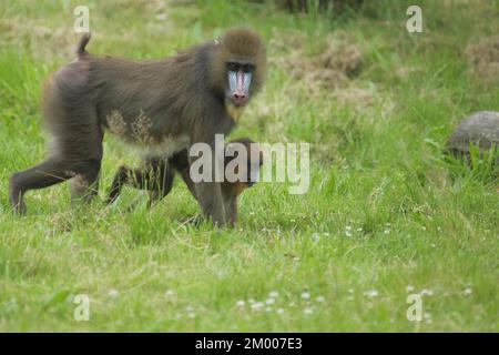 Mandrill (Mandrillus sphinx), deux, terre, Go, mère, Jeune, guenon, guenon, Anthropoidae, catarrhines (Catarrhini) (Cercopithecidae), singes, sec-n Banque D'Images