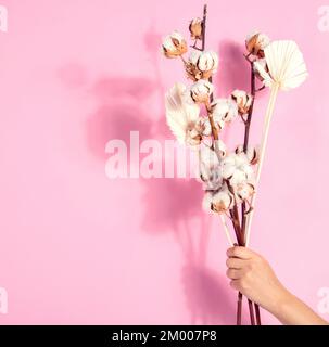 Branche avec fleurs de coton sur fond rose. Femme tenant main composition florale avec fleurs de coton. Banque D'Images