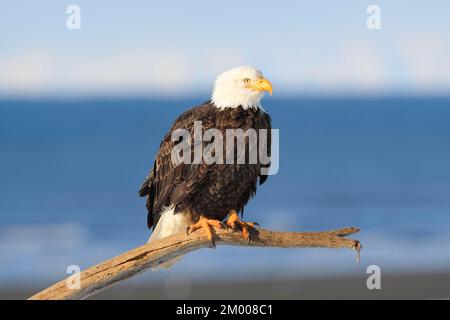 Aigle à tête blanche (Haliaeetus leucocephalus), aigle à tête blanche, Homère, péninsule de Kenai, Alaska, États-Unis, Amérique du Nord Banque D'Images