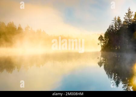 Silhouette de pin et de forêt au lever du soleil rétro-éclairée par le brouillard au-dessus du lac de tourbière Étang de la Gruère dans le canton du Jura, Suisse, Europe Banque D'Images