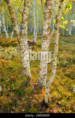 Forêt de bouleau au milieu des bruyères et des bleuets, près des ponts-de-Martel dans le canton de Neuchâtel, Suisse, Europe Banque D'Images
