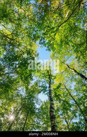 Vue vers le haut jusqu'aux arbres dans la forêt de bouleau, soleil qui brille à travers la canopée, canton du Jura, Suisse, Europe Banque D'Images